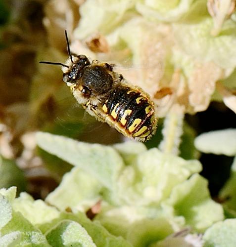 Réf. 263 515 : Anthidium manicatum
